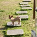 재키애견 이미지