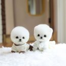화이트켄넬(white-kennel) 이미지