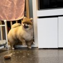 까꿍펫살롱 이미지