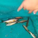 산내들펜션 이미지