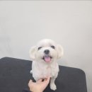 머즐