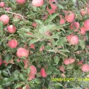 참이슬 농원 이미지