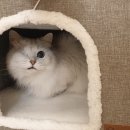 온레스트 그루밍 이미지