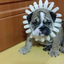 개바라기 이미지