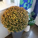 본동카페 이미지