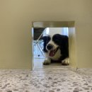 멍글하우스 이미지