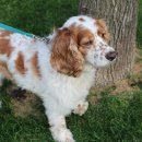 코카 24시 동물병원 이미지