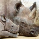 코뿔소 이미지