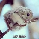 김군연어 네이버블로그