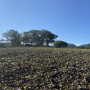 와흘메밀마을 이미지