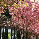 거제-남부-남부-비상-21 | 경남 거제 겹벚꽃 명소 관음사 해뜨는언덕 2026년 개화현황