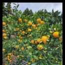 다미농장 이미지