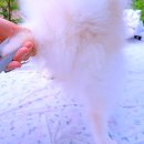 미용하는강아지 이미지