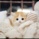 아담스펫 강아지분양 고양이분양 강남점 이미지