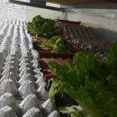 큐리농장 이미지