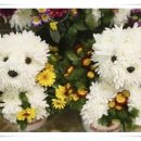 향기나는 강아지 이미지