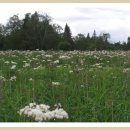 백두산화원 이미지