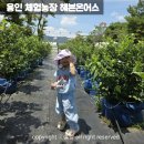 홍집농장 | 용인 아이랑 가볼만한곳 블루베리 체험농장 헤븐온어스