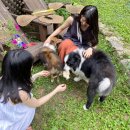 봉남민박 | 평택 비버튼 민박 / 트리하우스 / 커피냅로스터스HQ