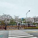 광양시 금호동 금호로와 제철 백운길의 아름다운 벚꽃을 소개합니다.2023.3.25 이미지