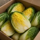 김장일농장 | 절임배추 20kg 구매 전 꼭 알아야 할 모든 것