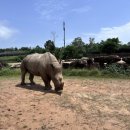 (주)마이리얼 | 당일 사용 가능] 베트남 푸꾸옥 빈펄 사파리, 나이트 사파리, 주트램 입장권 = 마이리얼트립 호캉스