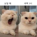 찐진김밥 이미지