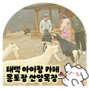 효자목장 | 태백 아이랑 가기 좋은 산양목장 몽토랑 뷰카페