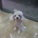 복슬 강아지미용실 이미지