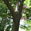 붉가시나무 Japanese evergreen oak 이미지