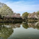 영산 연지못 이미지