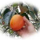 하청농장 이미지