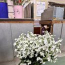 장안꽃시장 | 고속터미널 꽃시장 실시간 후기 (20240427) 웨딩촬영준비하기