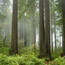 레드우드 이미지