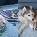 허스키 사랑 이미지