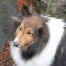 동화속오두막 | 동화 속 오두막, 평택 트리하우스 비버튼 후기