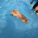 애견동반 밀양테마수영장 이미지