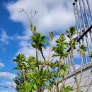 도농사 | [초보농사꾼][2년 전 오늘] 왕눈이 농사짓기 시작해요/초보농사꾼 생활기