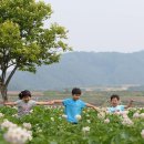 감자꽃필무렵 이미지