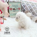 비숑 - 청주시 상당구 성안로 66-1 | 비숑