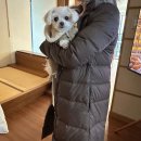 디나우스 이미지