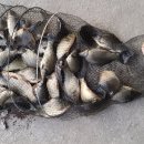 힐링낚시터 이미지