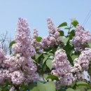 늘보마을 이미지