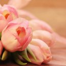 SY공인외국어번역행정사 이미지