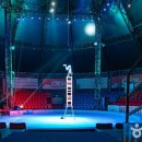 당진월드아트서커스 이미지