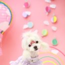 보니또펫 이미지