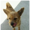 산들 강아지 이미지