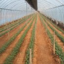 푸마농장 이미지