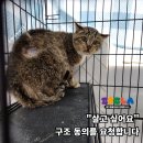 [구조요청동의] 전발치로 길에서는 더 살 수 없는 애옹이, 구조를 요청합니다 이미지