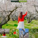 하늘밭농원 | 광주 전남 가볼만한곳 해남 매화명소 보해매실농원 매화개화시기